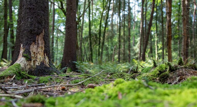 GREATER INDEPENDENCE THROUGH RENEWABLE ENERGY FROM BIOMASS