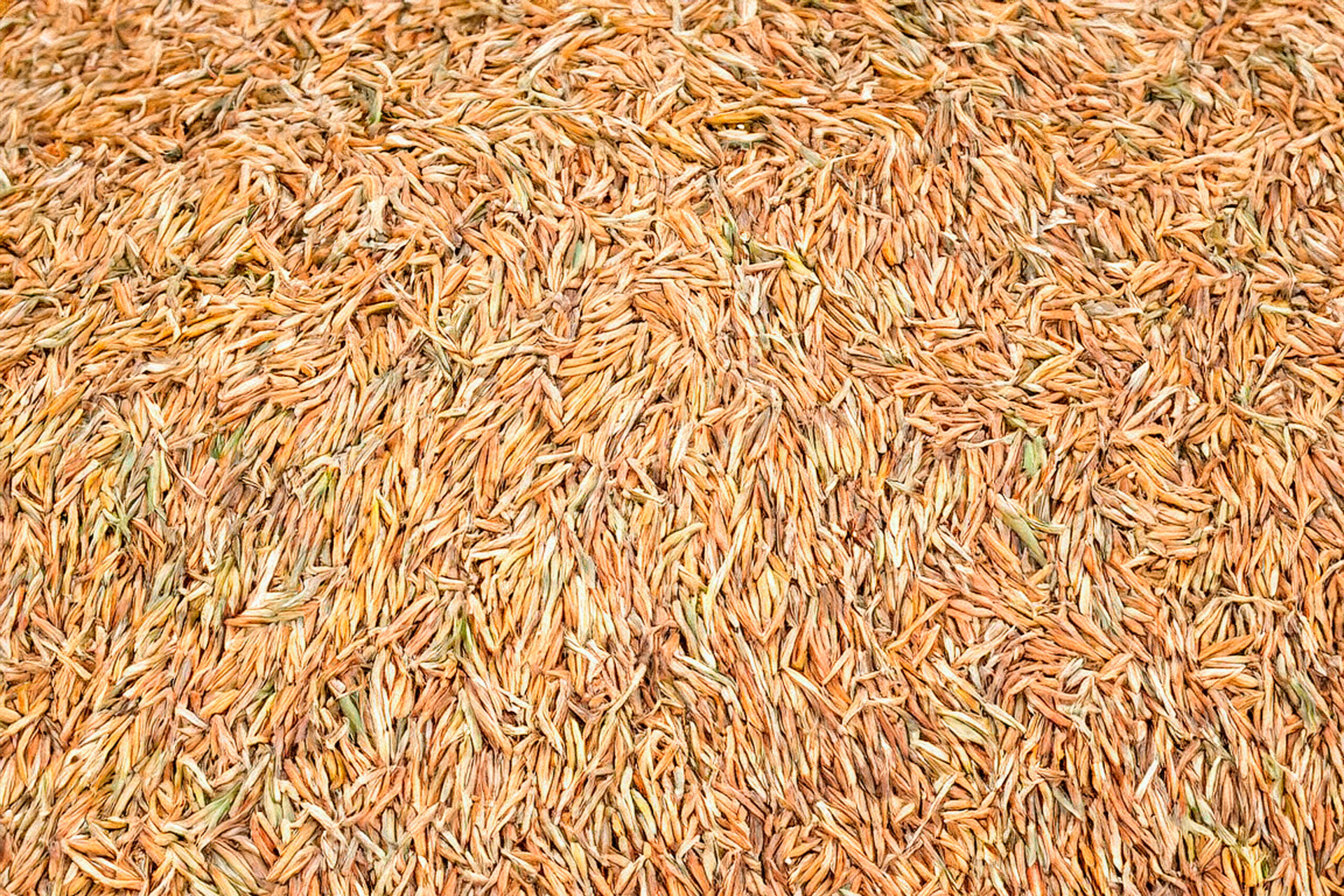 Menues pailles de céréales
